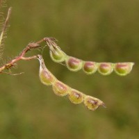 Aeschynomene americana L.